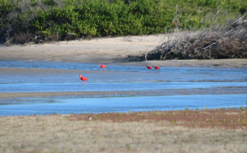 Ilha de Mangunça e praia da Taboa: duas aventuras de barco pela Reserva Extrativista de Cururupu